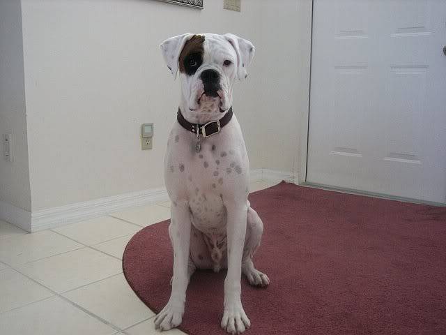 אלרגיות אצל כלבים