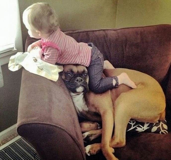 סבלנות של כלבים