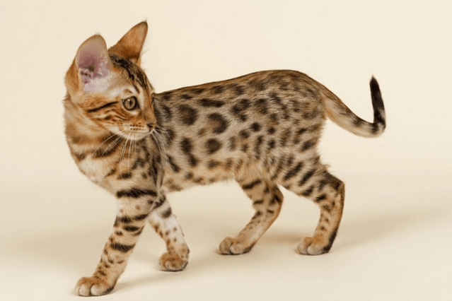 חתול בנגלי עומד