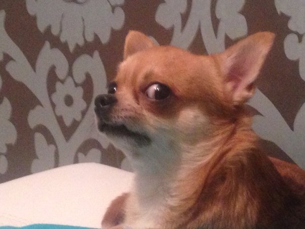 כלב קטן וחשדן