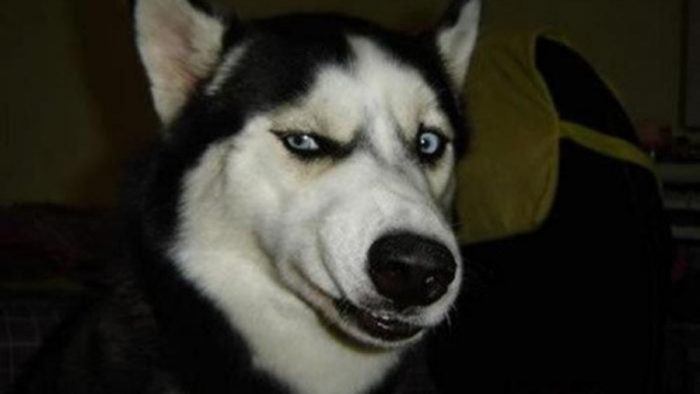 האסקי חשד שמשהו לא בסדר