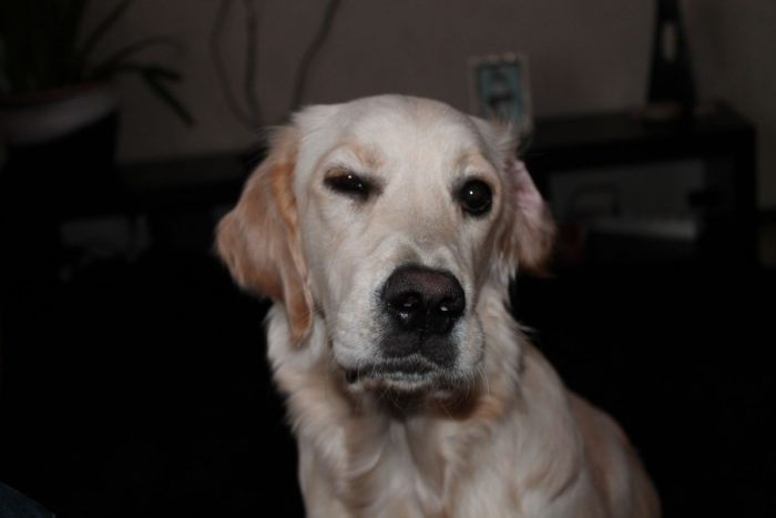 לברדור רטריבר