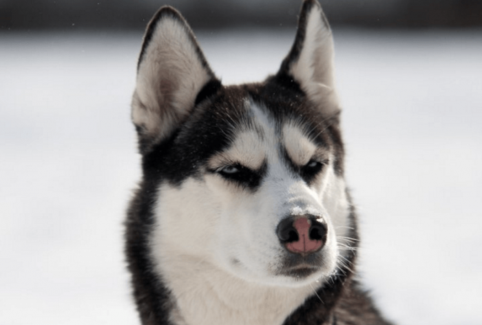 האסקי מביט למרחק