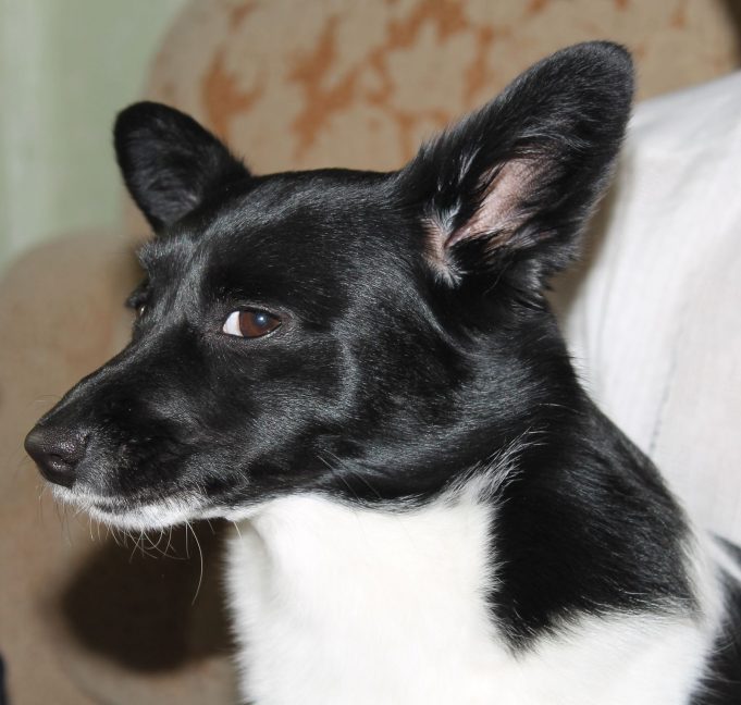 הכלב זומם משהו.