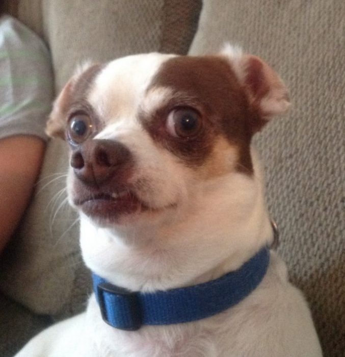 תמונה של טוי טרייר