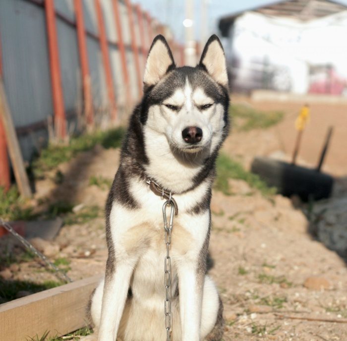 האסקי מציץ למרחק