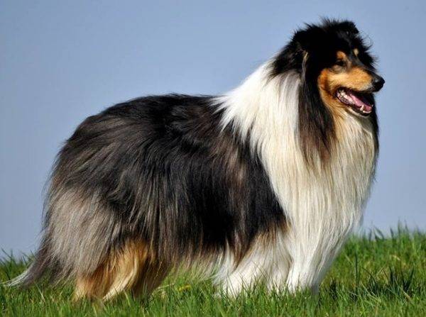 קולי טריקולור