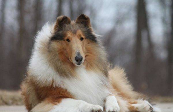 תמונה של קולי