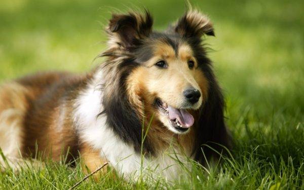 קולי על הדשא