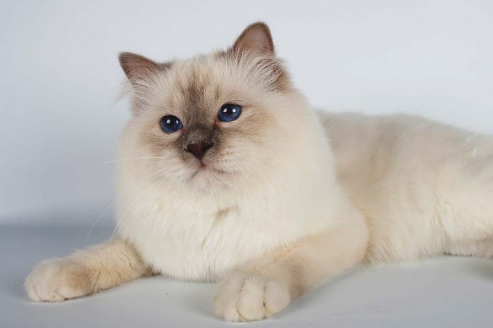 בורמזי על רקע בהיר