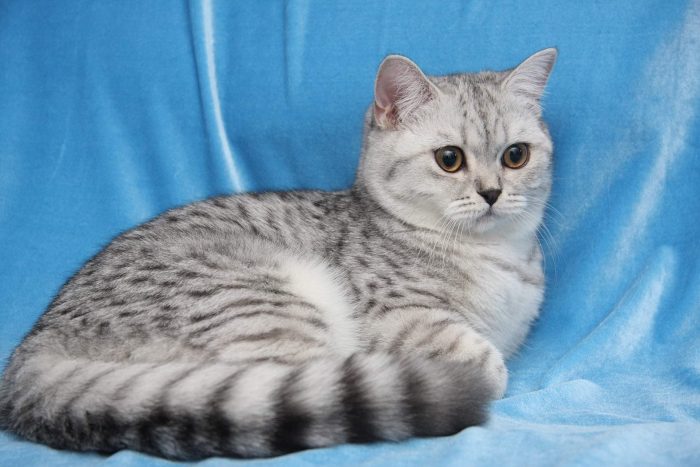 חתול בריטי קצר שיער על רקע כחול