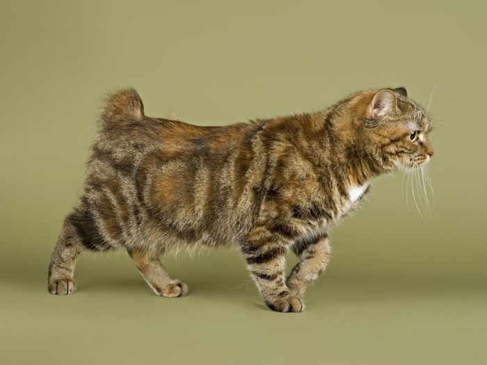 חתול חסר זנב