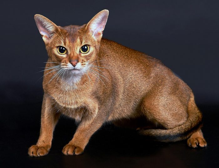 חתול אביסיני - תמונה מבוימה