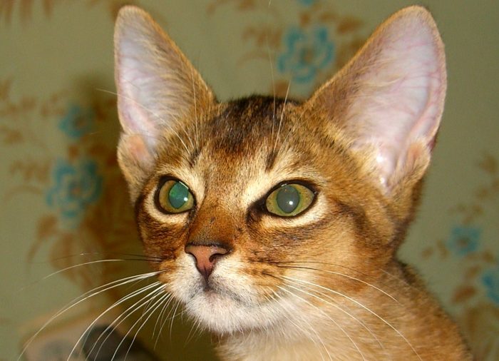 חתול אביסיני על רקע קירות