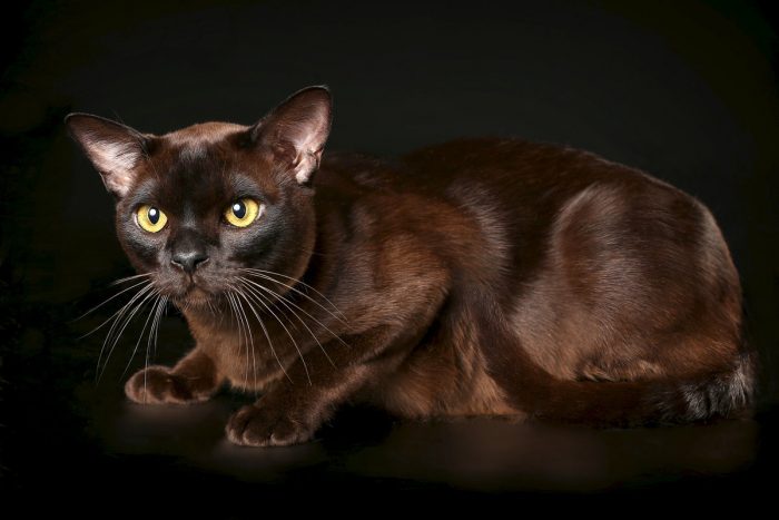 חתול בורמזי קצר שיער אמריקאי על רקע כהה