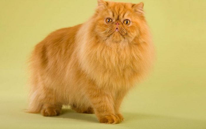 ביתי ג'ינג'י