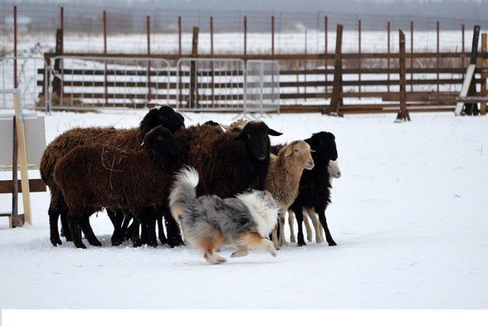 כלב שלטי עם קבוצת כבשים