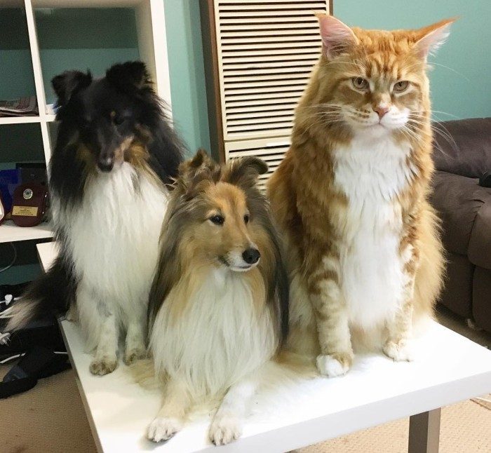 כלבי שלטי עם חתול