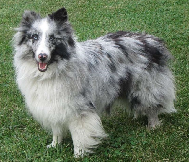 כלב שלטי כחול משיש