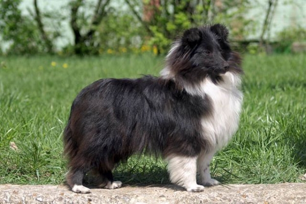 שלטי שחור ולבן