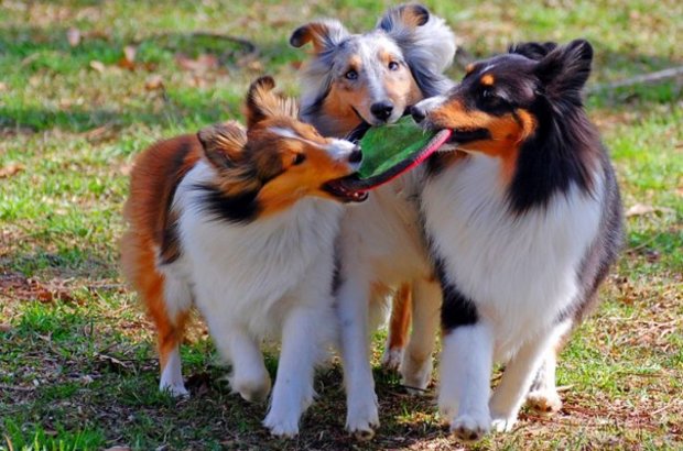 שלושה כלבי שלטי משחקים