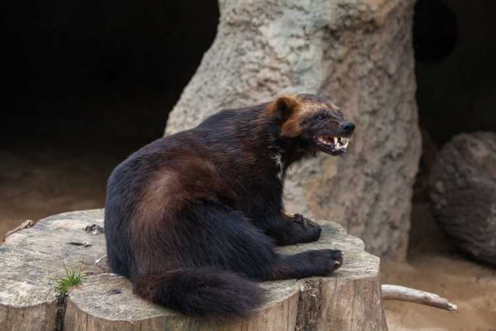 זְאֵבוֹן זוֹלֵל