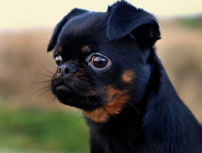 פטיט ברבנסון