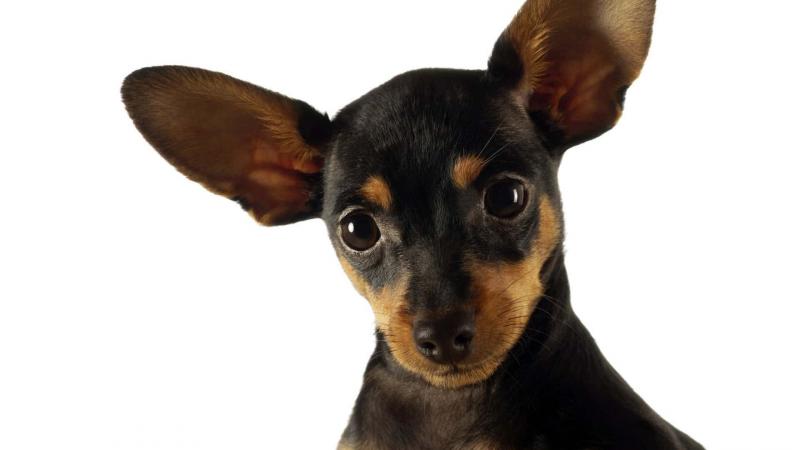 גזע הכלבים הכי לא יומרני