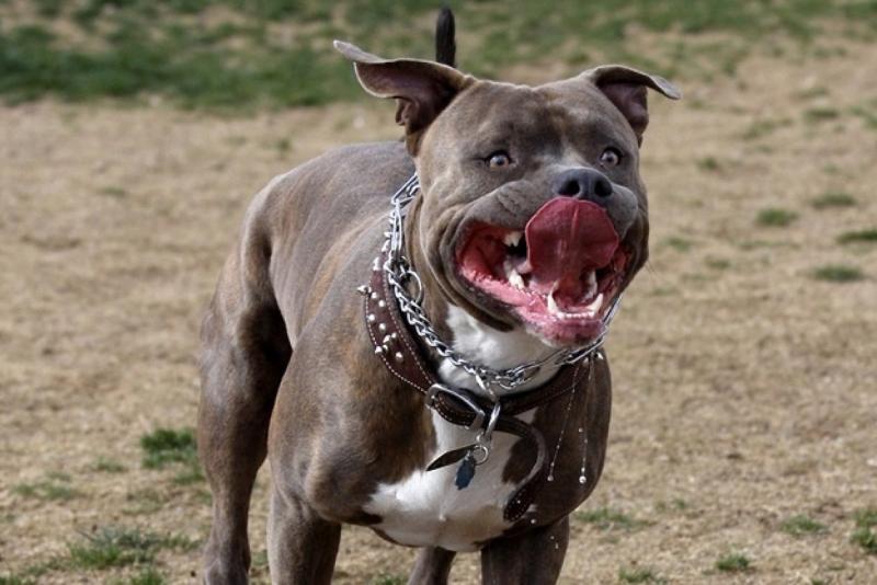 The most evil dog in the world