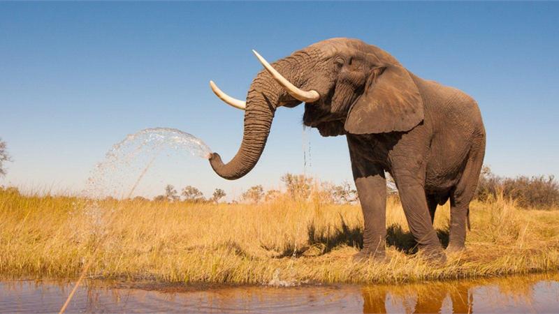 החיה החזקה ביותר בעולם