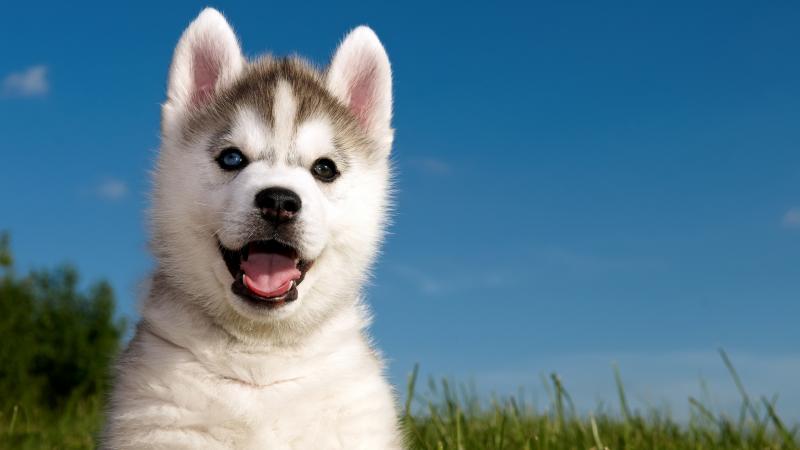 Husky puppy