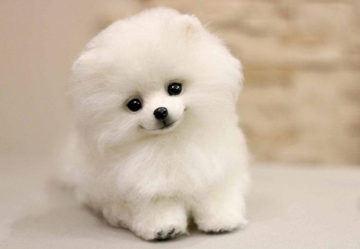 גור פומרניאן