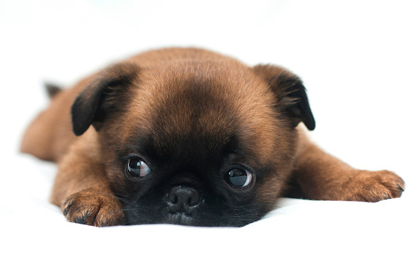 גור פטיט ברבנקון