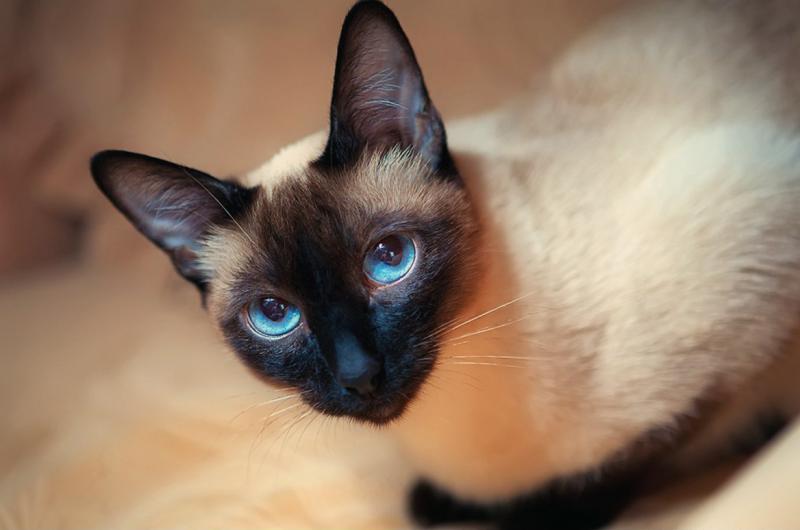 חתול סיאמי - תמונה ותיאור