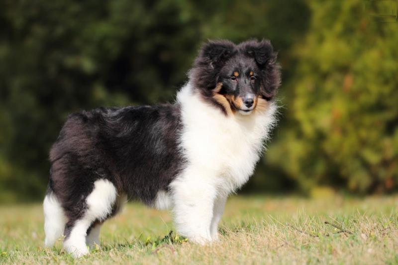 Sheltie dog