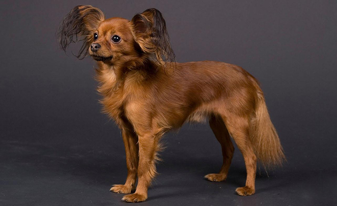 כלב טוי טרייר