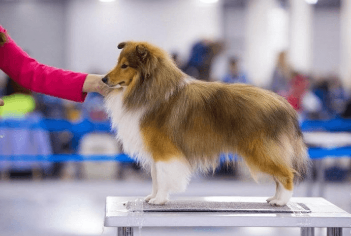 כלב שלטי בתערוכה