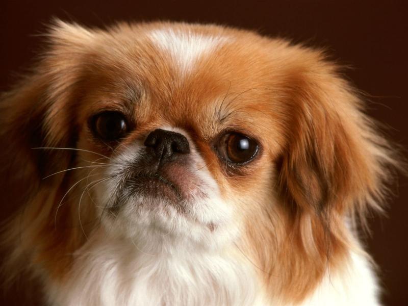 Which dog breeds have drooping eyes?