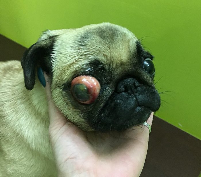 צניחת גלגל העין אצל כלב