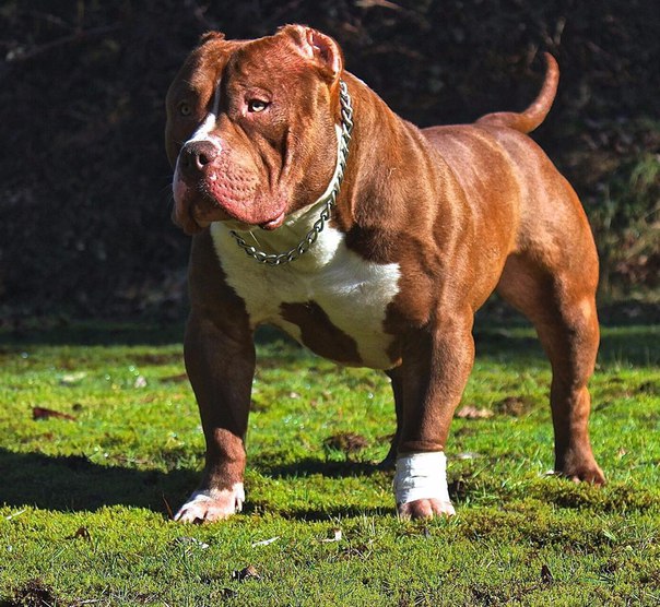 גזע כלבים פיבול