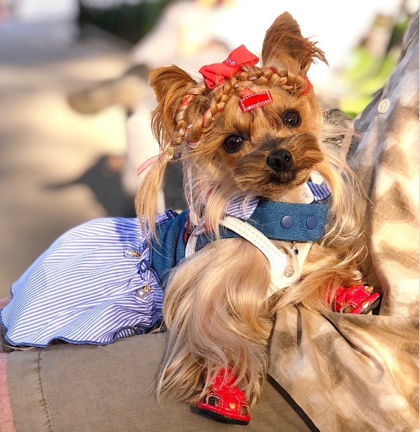 יורקשייר טרייר