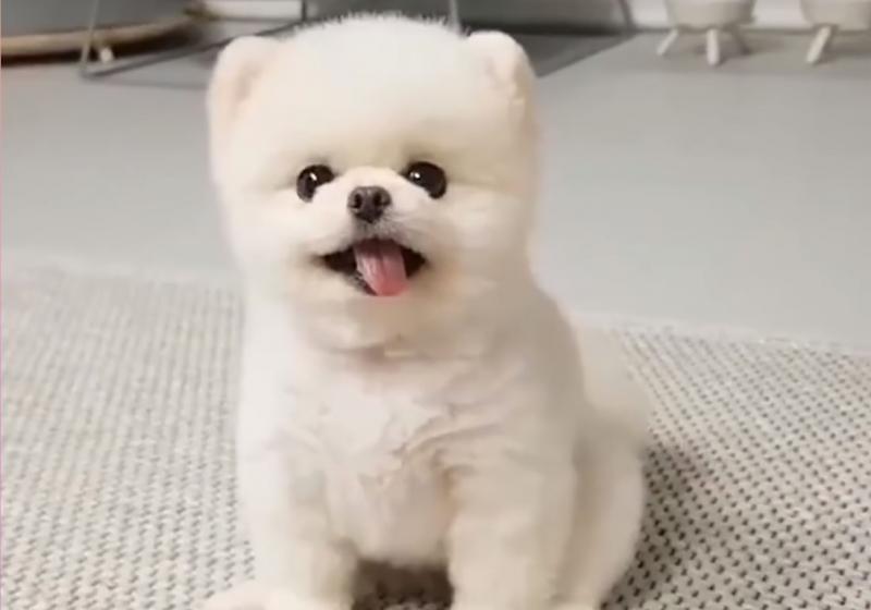 Funny puppies on video