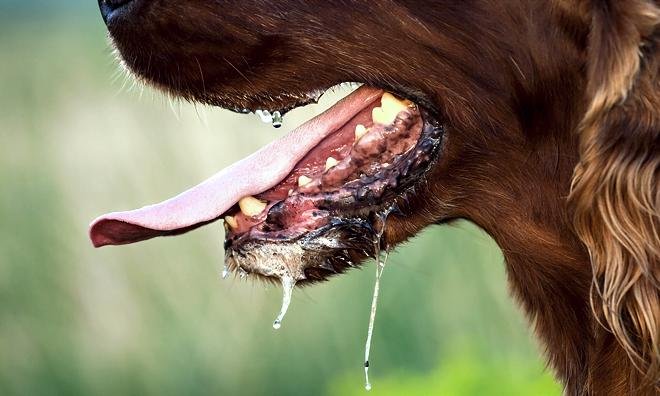 ריר אצל כלב משוגע