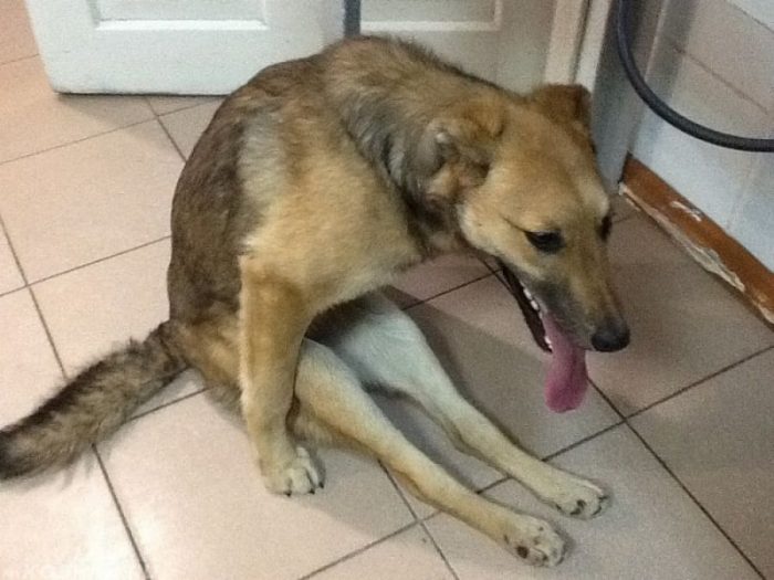 שיתוק בגפיים אחוריות בכלב חולה בכלבת