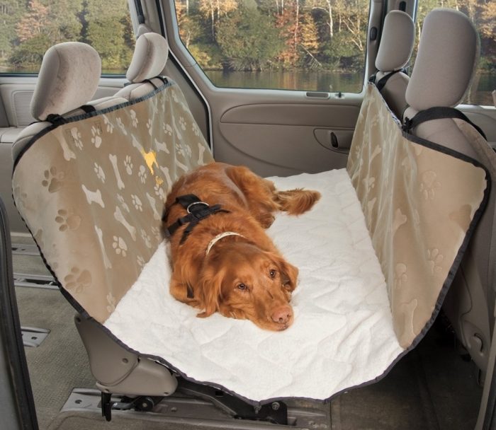 הכלב שוכב במכונית