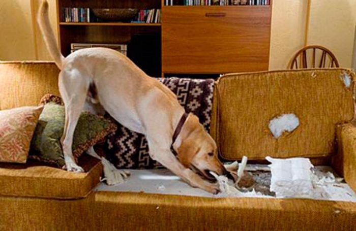 הכלב לועס את הספה