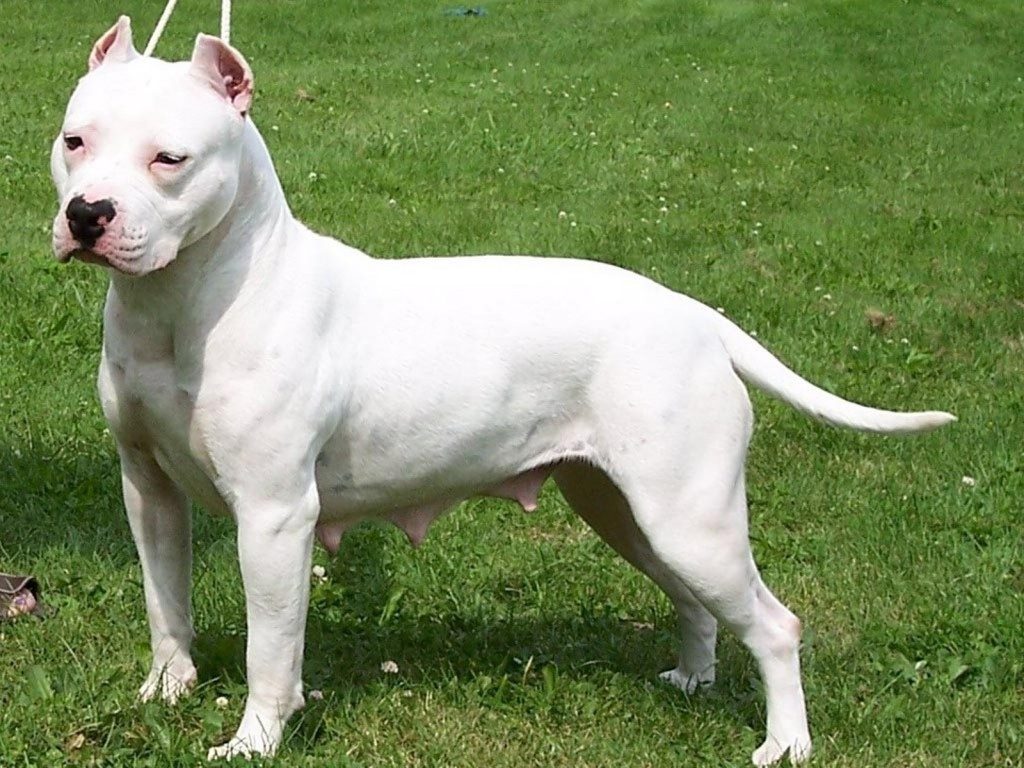 white pit bull