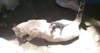 בלנקיס הביאה הביתה אופוסום קטן מהטיול שלה.