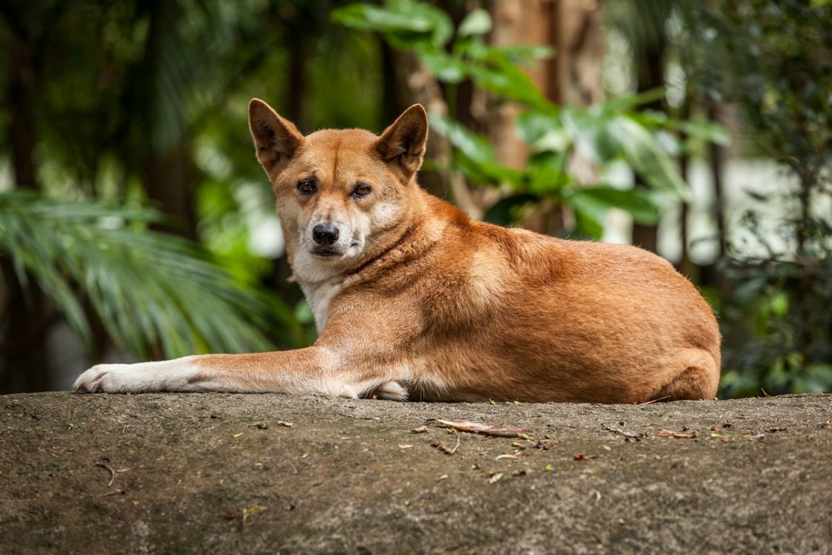 dingo