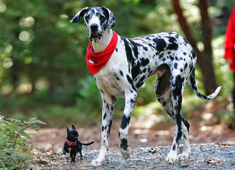 גזעי הכלבים היפים ביותר